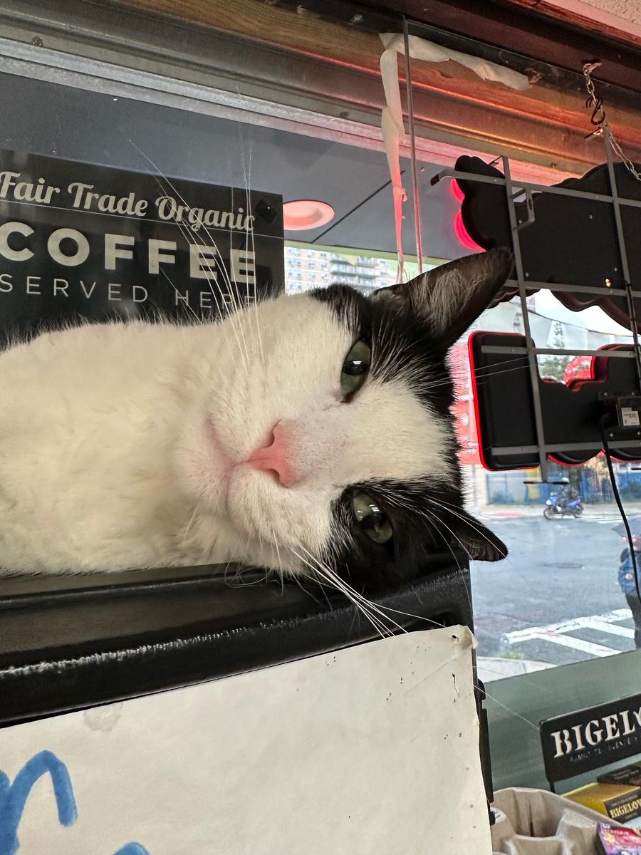 Bodega Cats (@bodegacats_) on Twitter photo 