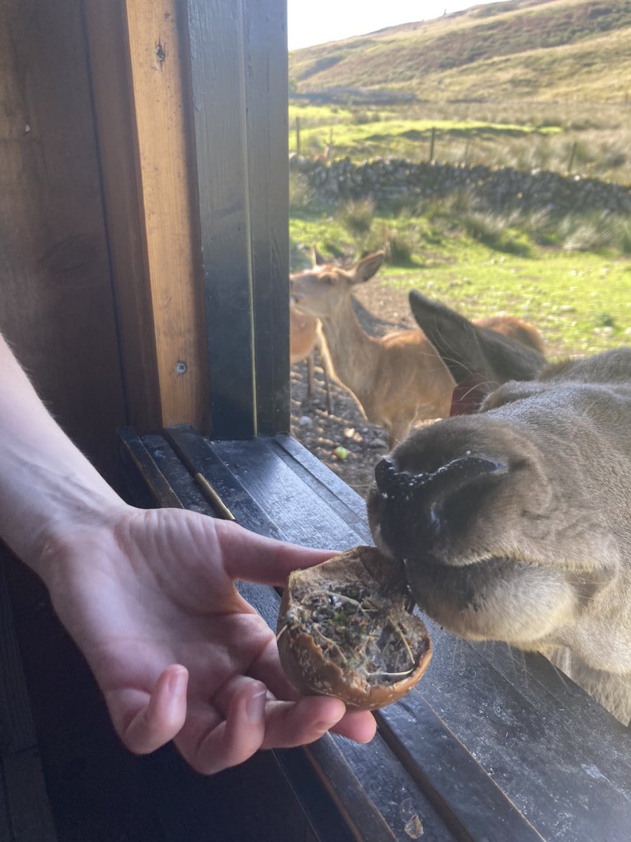 Rachel Sykes (@rachelizasykes) on Twitter photo Had the absolute best time <a href="/SE2SWretreat/">WriteSouthWestScotland</a> - feeding deer, swimming waterfall pools, and overcoming fears of sea creatures and reading out loud! Cannot recommend enough for anyone who writes or wants to work more creatively. Had the absolute best time <a href="/SE2SWretreat/">WriteSouthWestScotland</a> - feeding deer, swimming waterfall pools, and overcoming fears of sea creatures and reading out loud! Cannot recommend enough for anyone who writes or wants to work more creatively.