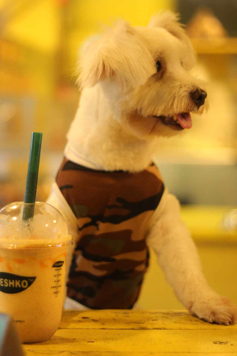🐶 This adorable fur baby brightened up our day at FRESHKO!

Thank you for visiting us and spreading the love. ❤️🐾

 #FRESHKO #FRESHKOMango #furbabylove #furbaby #furdog #furdoglovesFRESHKO   #LoveKoFRESHKO #Fruitshakes