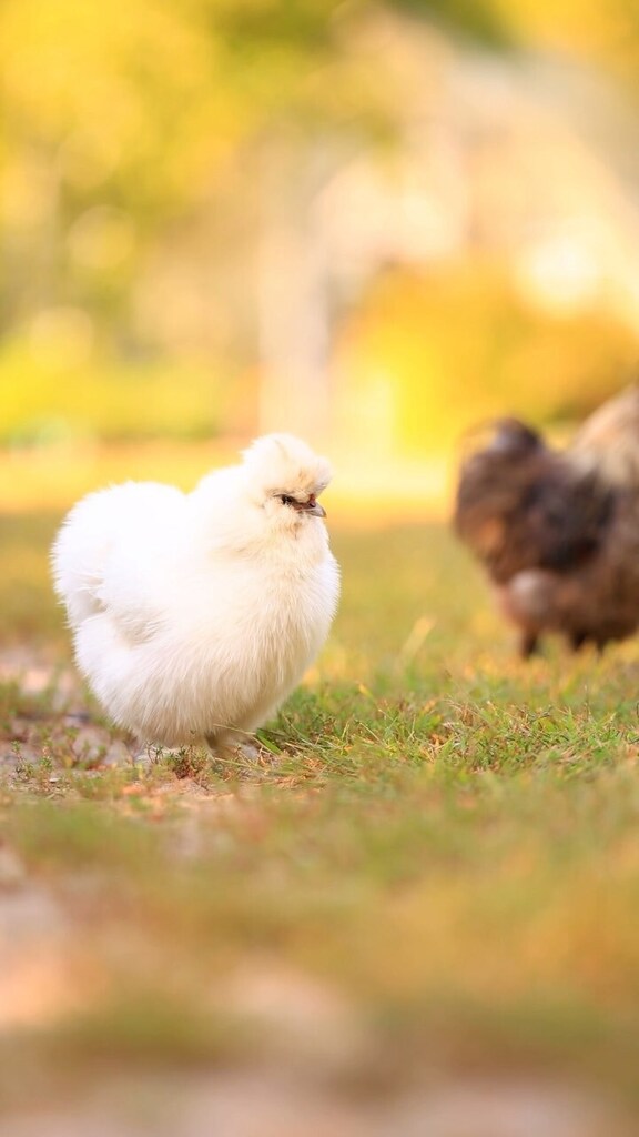 Luna is so fluffy now, and it’s great 😍😂
#silkies #silkiechickens #fluffychickens #chickenshttps://instagr.am/reel/CxDQr81uEEy/