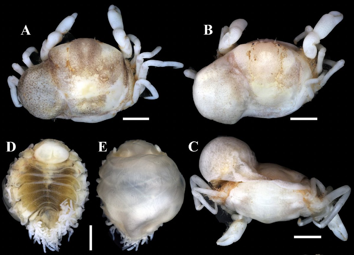 Our latest on a new parasitic isopod in pea crabs from mangroves in Vietnam . . . one day I hope to get there to sample them myself! Check out the swelling they cause in the host branchial chamber! lkcnhm.nus.edu.sg/wp-content/upl… @HofstraUHCLAS @HofstraBiology