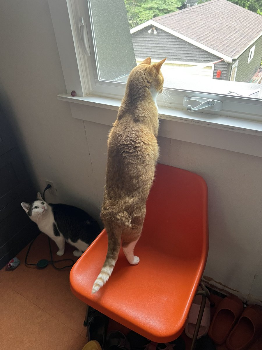 bckyrdndstry's tweet photo. @JortsTheCat On it https://t.co/xQk8ykmgST