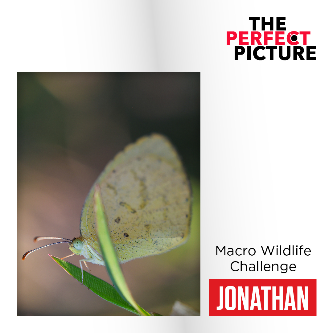 CanonRSA's tweet photo. Jonathan wins the Macro Wildlife Challenge on The Perfect Picture! 📸✨ His lens brought us up close and personal with the wonders of the wild. Congratulations, Jonathan, on capturing nature's beauty in the tiniest of details! 🦋🌟​

#MacroWildlifeWinner #ThePerfectPicture https://t.co/GVJl0qqrQt