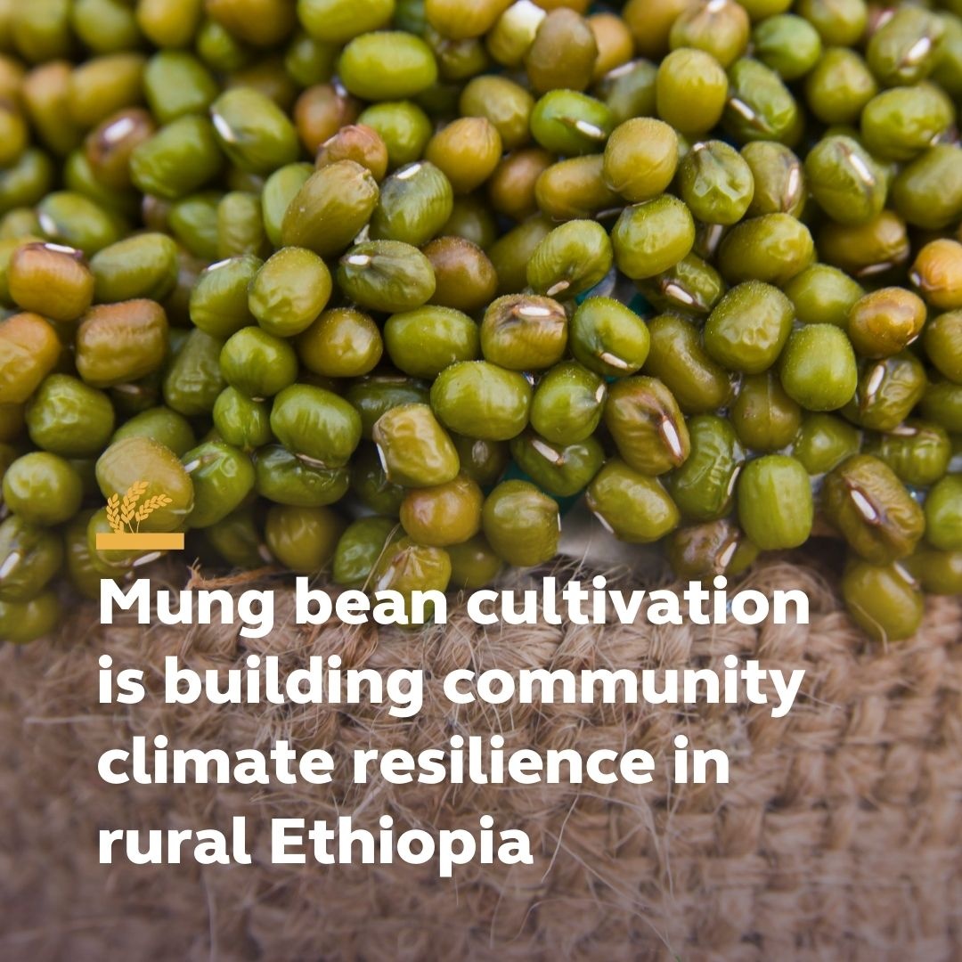 More Nuru farmers have shifted to cultivating mung bean as a cash crop because of its financial benefits. 

Read more: lght.ly/49gb77k