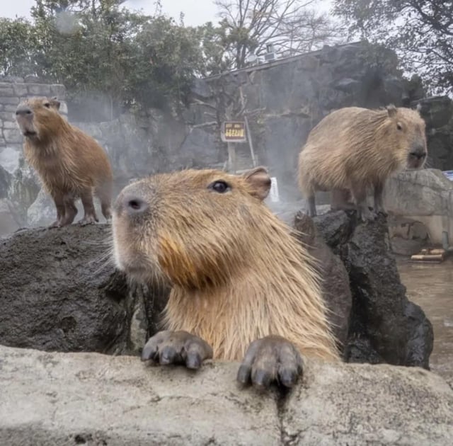 Capybara_gang's tweet photo. Album cover https://t.co/jHAGQC9Dsw