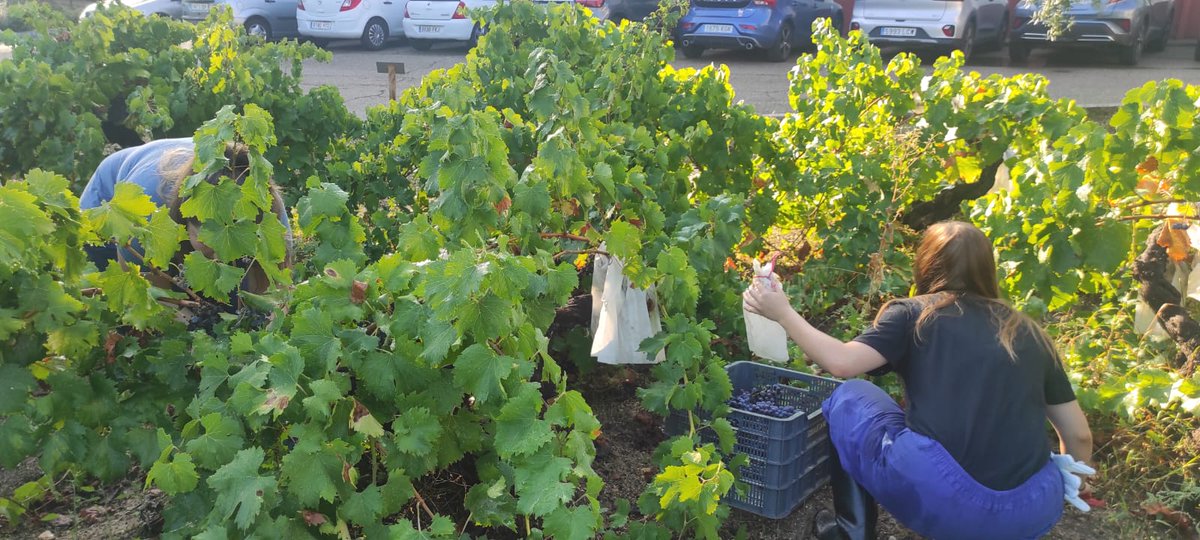 ¡Hola a todos!

Ya estamos de vuelta y nuestros alumnos han comenzado a vendimiar para poder elaborar vino en nuestra bodega experimental, que seguro que sale riquísimo. 

🍇🍷🥂

#Escueladelavid #Vino #Vendimia