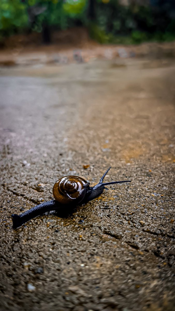 SujayYajus's tweet photo. Snail 🐌
Time is so fast atleast ur moving slow¡¡¡!
#photogenic #photography #macro #macrophotography #snail #nature #naturephotography #naturebeauty #BlackGirlMagic https://t.co/2JFbMDiw0n