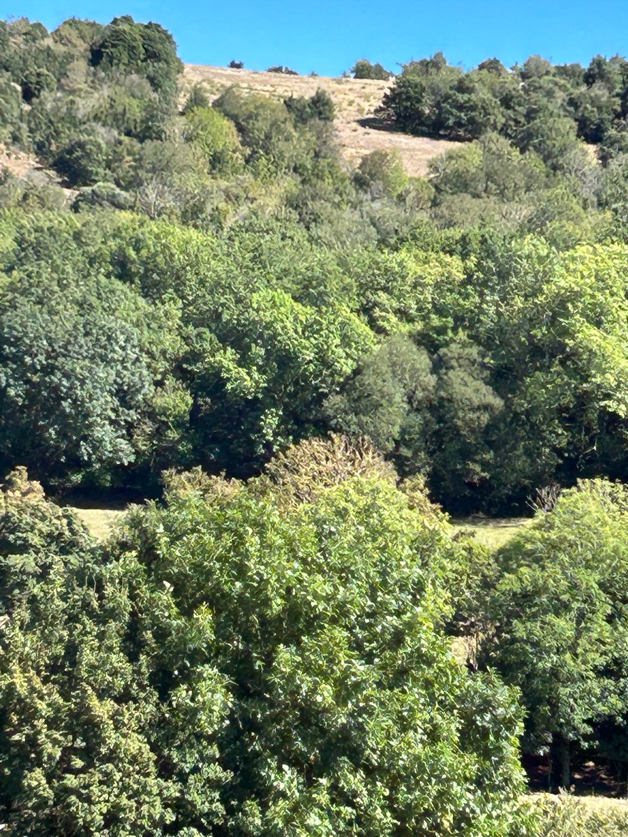Trekking up into the Pyrenees to buy a couple of hunting dogs, by God they’ll have total love and by God they’ll know a Cunt when I tell them someone is a Cunt