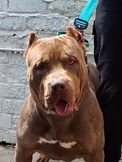 Watching the lunchtime news, <a href="/itvnews/">ITV News</a>  just said another breed may be banned, they used a picture of a #XLBully with his ears cropped... that's illegal, that creates a false image of the breed and feeds a perception. 
Dobermans suffer the same way. 
The owner clipped the dogs