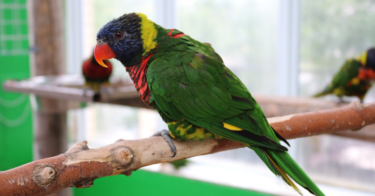 Did you know that when at Bird Kingdom there's always a staff member around to help answer any questions or concerns you may have? We are always more than happy to help! Even if its just to get you paper towel because you got pooped on.