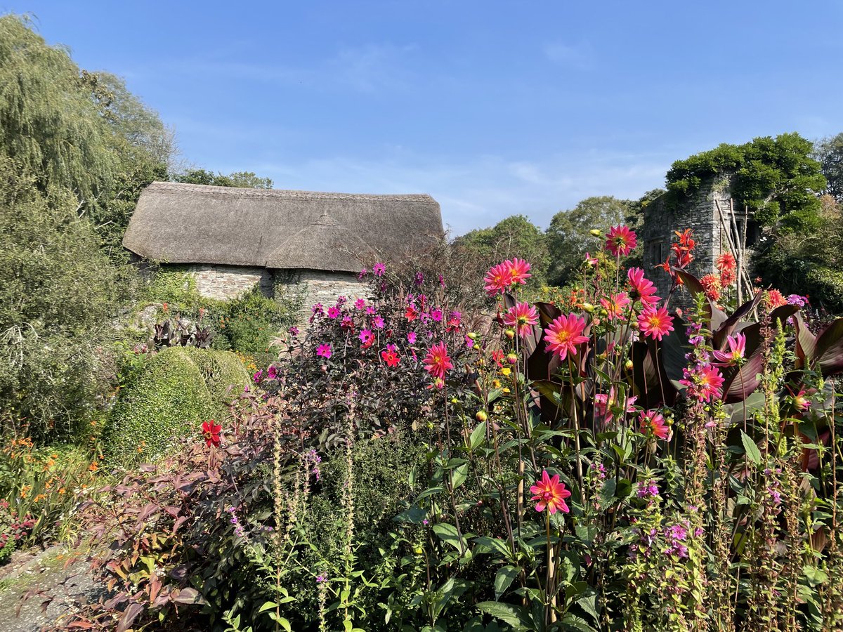 ShaunKiddell's tweet photo. Good to be back at The Garden House, Devon #devonheaven #dahlias #september #devongardens https://t.co/aEV28NBDJ7