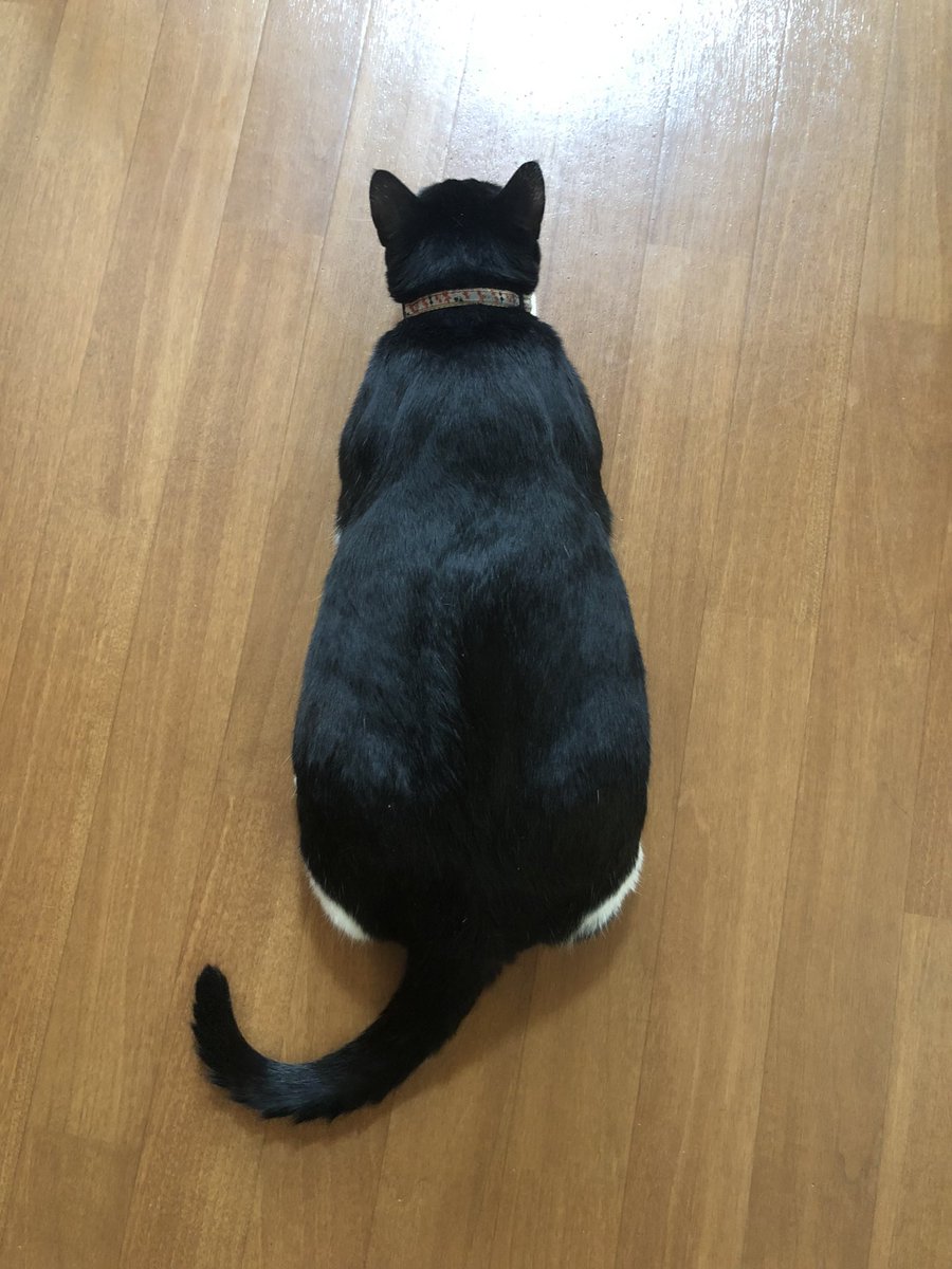 620Shonannokaze's tweet photo. 家にツチノコいたw https://t.co/2kmQjsX42U