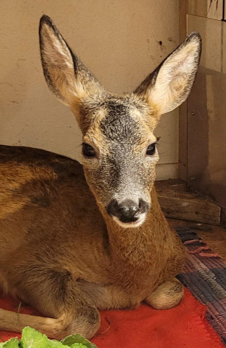 Helping Deer at Hillside...  (Please Share)
This beautiful Roe Deer was brought to Hillside by a kindly couple all the way from Northumberland after she was hit by a motorbike near their garden where the deer often wandered...
mailchi.mp/hillside/anima…