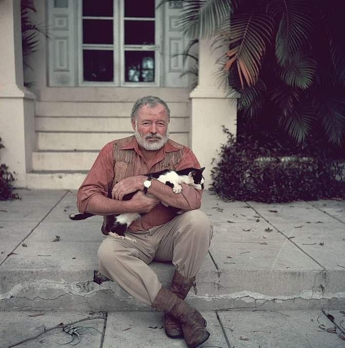 literlandweb1's tweet photo. “La honradez emocional de un gato es total; los seres humanos esconden sus sentimientos por diferentes razones, pero un gato nunca”.
Ernest Hemingway https://t.co/hZdtGKWslG