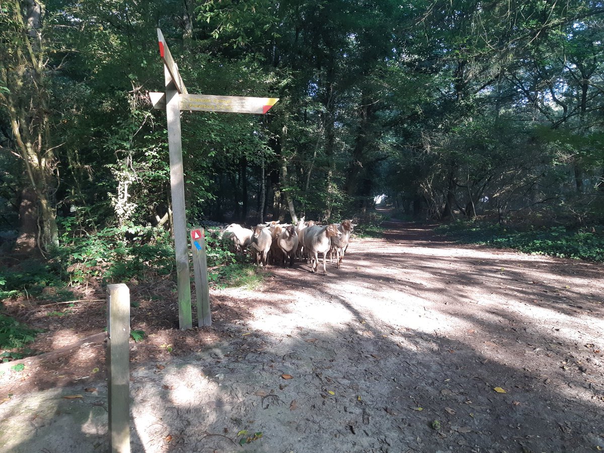 Bart Willers (@bartwillers) on Twitter photo Tot begin november weer begrazing heide Natura2000 Bergerbos tussen Heijen en Afferden voor <a href="/staatsbosbeheer/">Staatsbosbeheer</a> met onze schaapskudde <a href="/Op_Dreef_/">Natuur- en Landschapsbeheer Op Dreef</a>. Kom langs en geniet! <a href="/BoswachterAndy/">Andy Liebrand</a> <a href="/Gemeente_Bergen/">Gemeente Bergen (L)</a> @GemeenteGennep Tot begin november weer begrazing heide Natura2000 Bergerbos tussen Heijen en Afferden voor <a href="/staatsbosbeheer/">Staatsbosbeheer</a> met onze schaapskudde <a href="/Op_Dreef_/">Natuur- en Landschapsbeheer Op Dreef</a>. Kom langs en geniet! <a href="/BoswachterAndy/">Andy Liebrand</a> <a href="/Gemeente_Bergen/">Gemeente Bergen (L)</a> @GemeenteGennep
