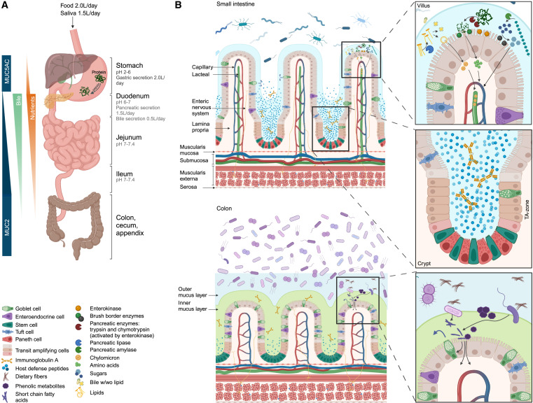 Filip_Knop's tweet photo. In the review, "Small intestine vs. colon ecology and physiology: Why it matters in probiotic administration", @TeamBenLab et al. unfold differences between the small and large intestine of importance for gut microbiota manipulation at defined locations👍
https://t.co/7J0CMahfH6 https://t.co/tgWe2Nr8AX