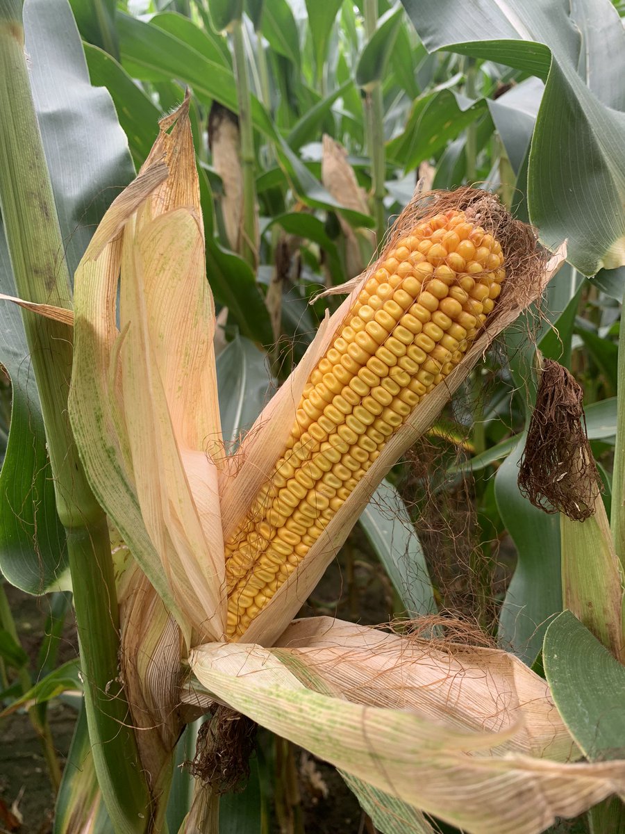 Silage harvest is fast approaching, make sure you’re taking time to stage your fields! 🤠Excited to see what Miravis Neo can do for your #CowChow