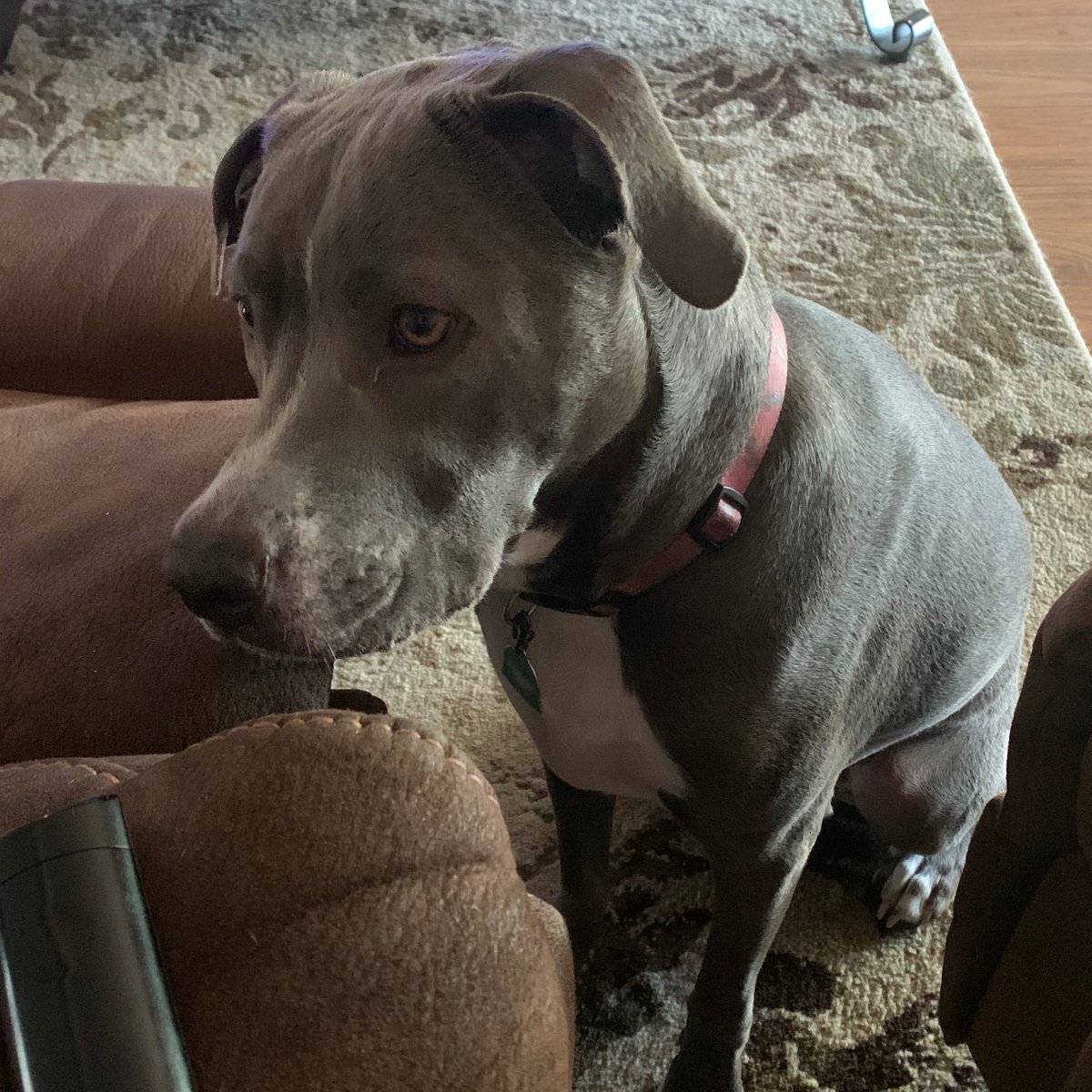 I see you are eating….❤️🐶🐾
#dogs #dogsoftwitter #pets