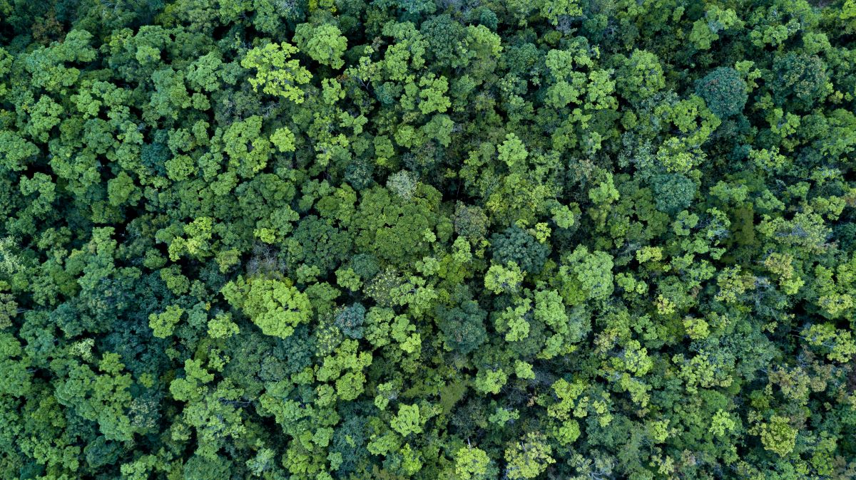 Earth911's tweet photo. The EU just passed the #DeforestationRegulation, a groundbreaking law that requires companies to prove their products are #deforestation-free to import into the EU. 🌳🌿 Check out which #products are covered and how this might influence your own #choices.
https://t.co/0LxtkSI3WY https://t.co/c0dRsGyo3M
