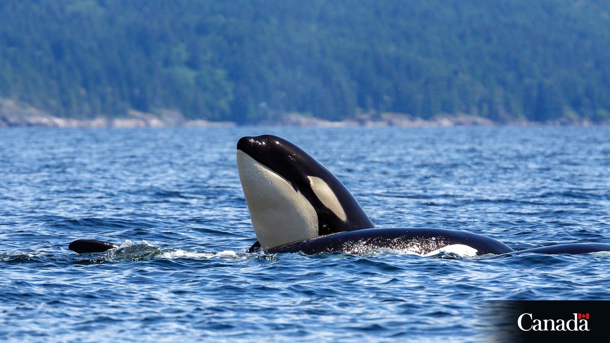 #FisheryOfficers are on patrol, ensuring rules are followed in southern BC coastal waters to help protect Southern Resident #KillerWhales. Know before you go! ow.ly/F5e550PK8CW