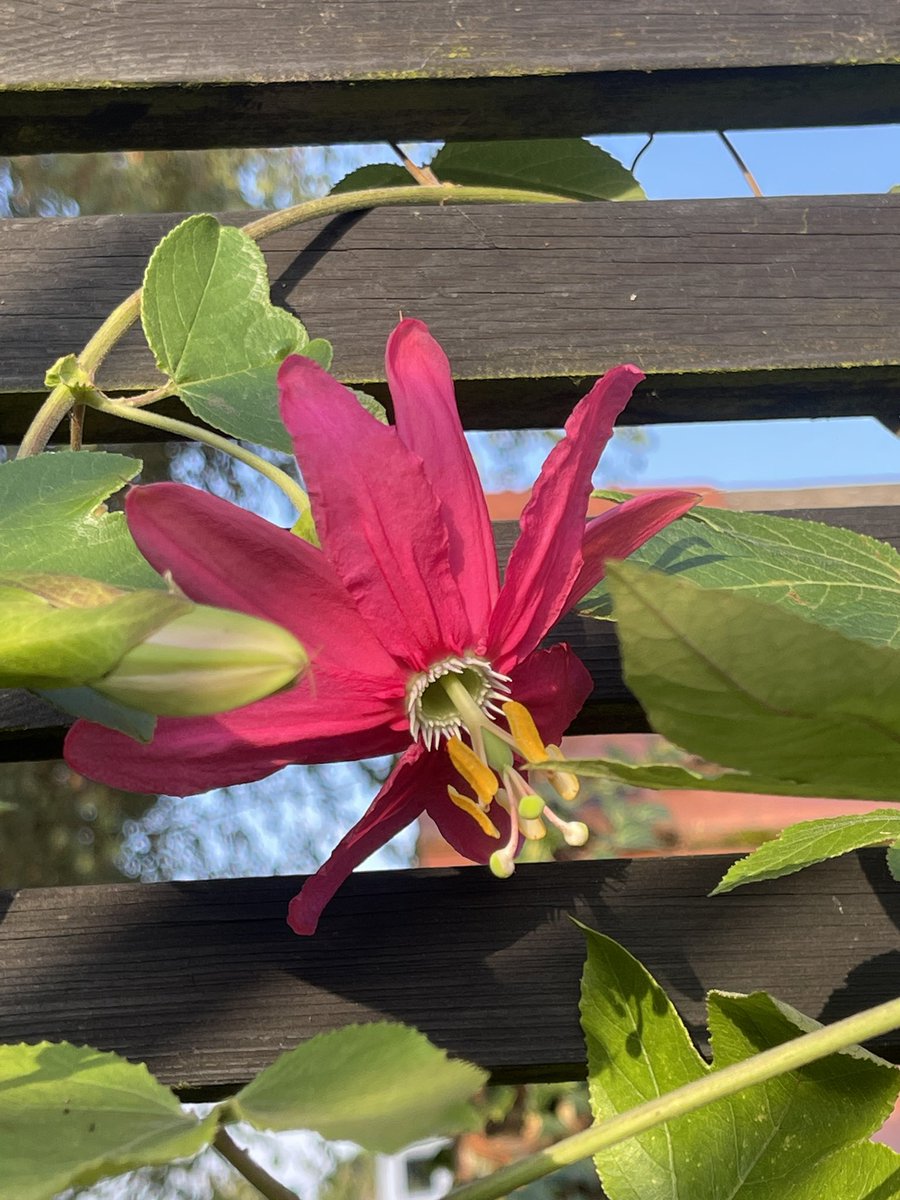 Our big fast growing Passiflora ‘Coral Seas’ has popped its first flowers to celebrate the end of summer! Spectacular, well worth the wait. Thx so much Steve &amp; Dawn <a href="/Devsubtropgdn/">DevonSubtropical</a> for the best plants. More flowers coming. Next year it will be let loose!