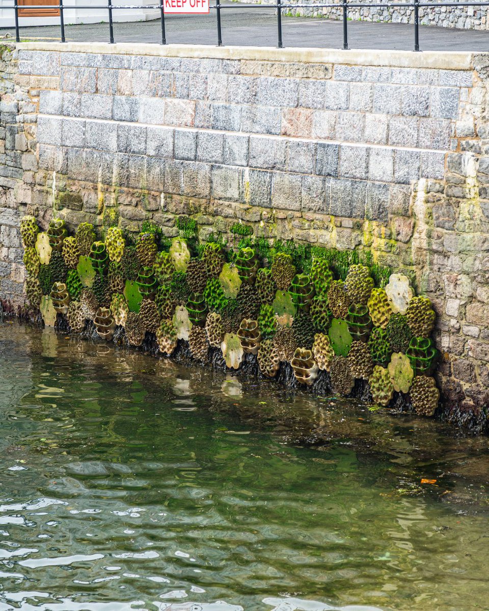 Ocean Conservation Trust (@oceanctrust) on Twitter photo Have you spotted the new Living Seawall panels at Plymouth Barbican?
These panels are designed to increase habitat complexity and biodiversity by mimicking the structure of natural shorelines.
Project led by <a href="/PlymUni/">University of Plymouth</a> together with support from organisations across the world! Have you spotted the new Living Seawall panels at Plymouth Barbican?
These panels are designed to increase habitat complexity and biodiversity by mimicking the structure of natural shorelines.
Project led by <a href="/PlymUni/">University of Plymouth</a> together with support from organisations across the world!