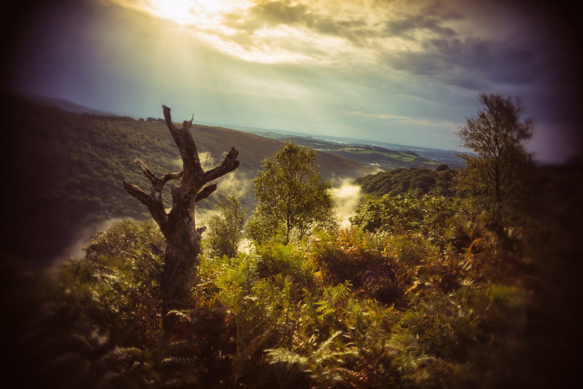 GlavindStrachan's tweet photo. #Gnarly #Deadtree on the edge of #BenchTor overlooking the valley down to #WhiteWood and #TheRiverDart 📷 On #Dartmoor ... From our walk yesterday 📷... #dartmoorphotography #dramaticphotography https://t.co/t0KIZWS2CK