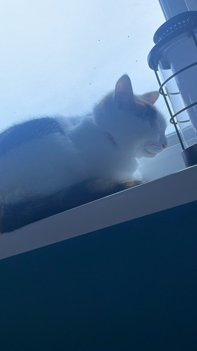 uhohpretzel's tweet photo. love mine windowsil https://t.co/Ov4JXbDP8D