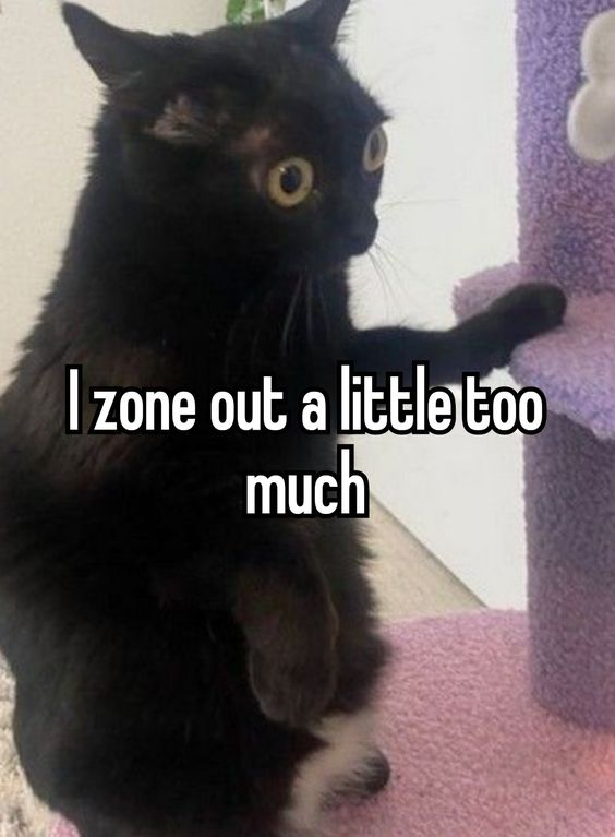 ShowYourCat's tweet photo. https://t.co/I2yePEFhCJ