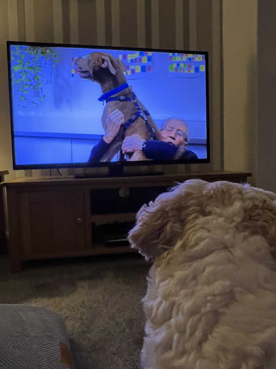 Ronnie loves watching @RealPOGDogs 💛🐶@Battersea_
