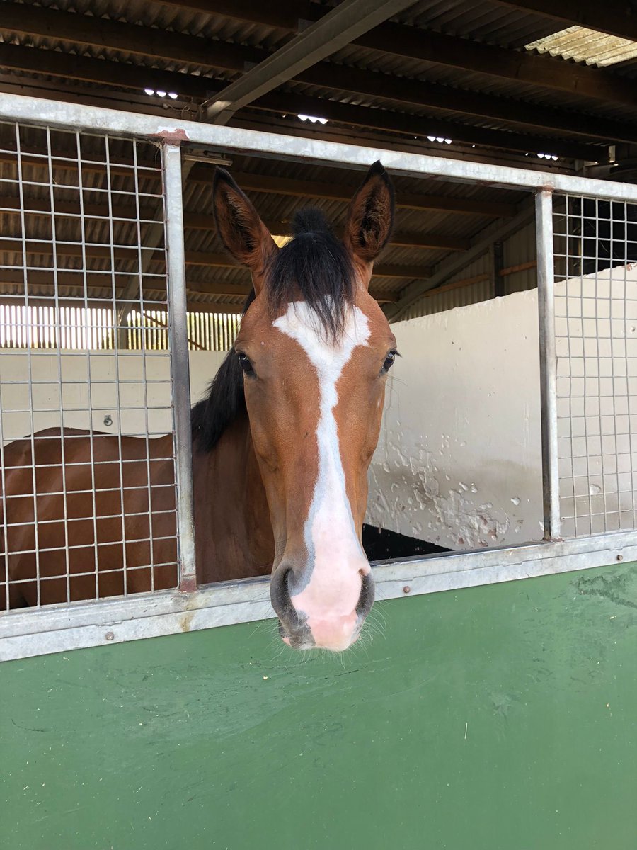 NickBrownRacing's tweet image. Lots of folks enjoying #NationalRacehorseWeek - if you’ve visited a yard -and would like to get involved we are giving away a share in a racehorse -4% ownership for free with all costs covered! All you have to do is like and repost!Winner announced Sunday nickbrownracing.co.uk