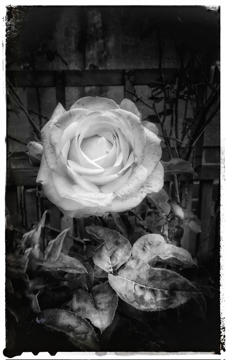 🌹 #myphoto #blackandwhitephotography #monochromephotography #bandw #mono #monochrome #bw