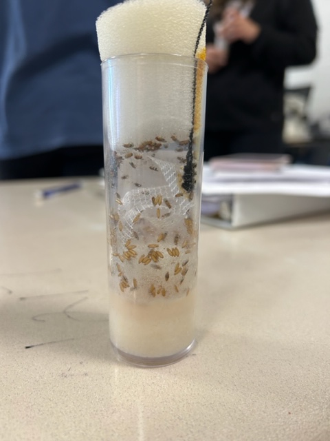 Welcome to the world little fruit flies! In an ongoing lab where students in Mrs. Coker's class complete a dyhybrid cross of fruit flies, it's a big day as the larvae have hatched into grown adults. Students phenotyped the new fruit flies, taking stock of their traits.