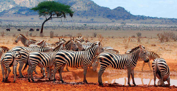 MySafaris's tweet photo. 7 Days Tanzania Wildlife Safari

Bringing alive the joys of an authentic wildlife safari experience which encases all the compelling safari destinations of the northern circuit.

View more here >> https://t.co/dcEVFfafax
#TanzaniaTour #WildlifeSafari #mypriceafricaadventures https://t.co/Nz58o9L9nr