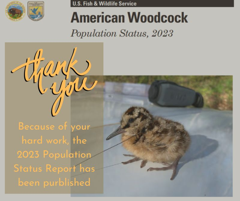 BirdsCanada_ON's tweet photo. The 2023 American Woodcock population status report is available. Thanks to all the #Ontario surveyors for their help this year. #AMWOSurvey #timberdoodle #shorebirds #keepcommonbirdscommon https://t.co/CZYVAIHuS5 
https://t.co/ExMNNwrkJQ https://t.co/TF1UxmUccx