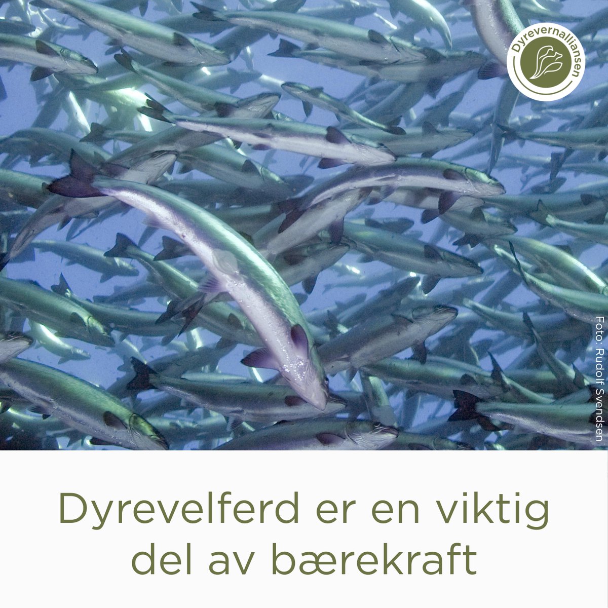 Vi ber <a href="/Utenriksdept/">Utenriksdepartementet</a> &amp; <a href="/NFdep/">Nærings&fiskeridep</a> ta opp #dyrevelferd på <a href="/SDGSummit/">SDGSummit</a> 18-19 september! Spesielt viktig for Norge med vår store oppdrettsnæring. t.ly/91lNw

@acquaticlifeins #dyrevern