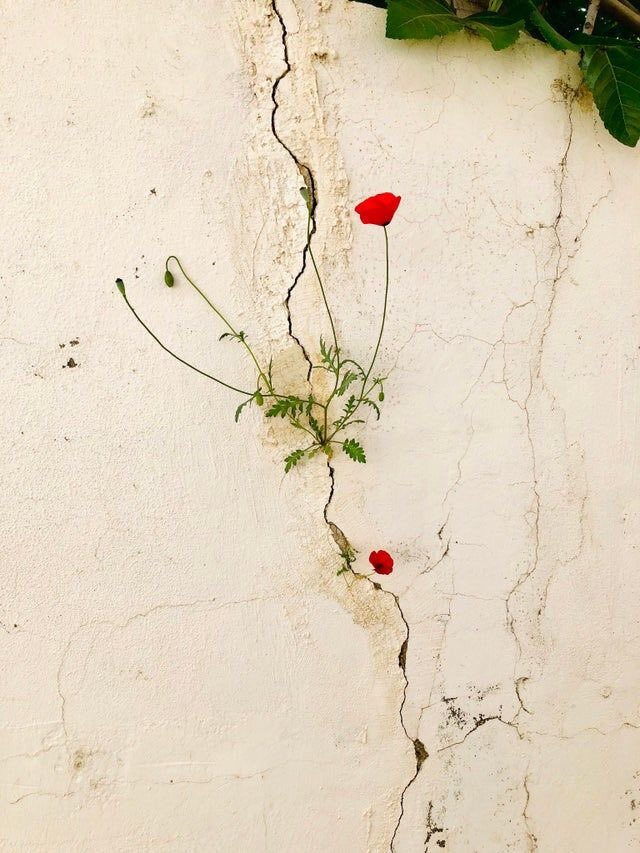 Even if feel contracted, fatigued, dragged down and broken, there is always a blessing that reminds you of the beauty worth suffering for. Our minds may focus on what we've lost but our heart is sensitive to what we have gained in clarity, knowledge, healing, no matter how small.