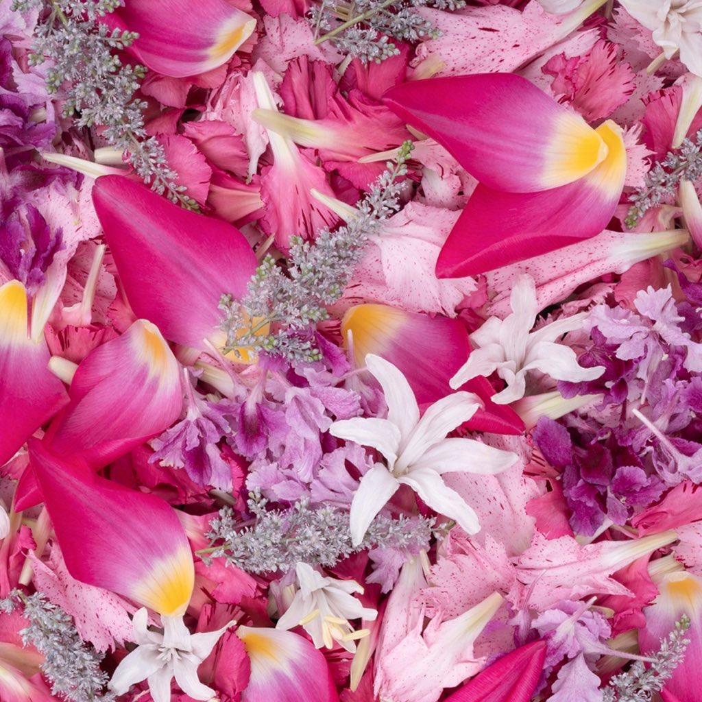 flovvers_io's tweet photo. Flower Carpet https://t.co/wbtHcxFxqO