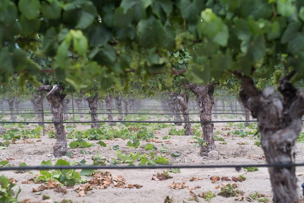 Tidying up.

Harvest is around the corner. In addition to thinning the leaf canopy. Our vineyard crew will also drop some fruit leading up to harvest - this is done so that the vine can focus its energy on ripening grapes and maintain optimum concentration of flavor in the grapes