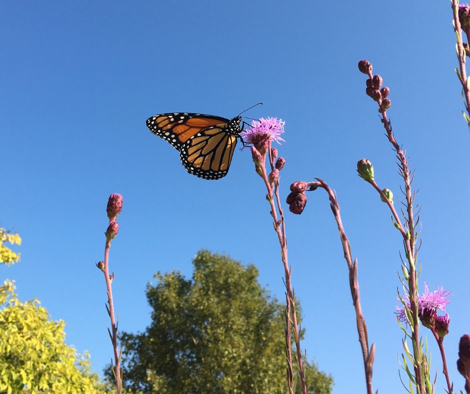 Jamesriverbasin's tweet photo. Native plant sale this weekend!
Find Forrest Keeling Nursery this Saturday Sept 16th from 10 am - 1 pm at The Workshop at Finley Farms
Details here: https://t.co/0LyGdFgXLD https://t.co/KQfgLKmTWQ