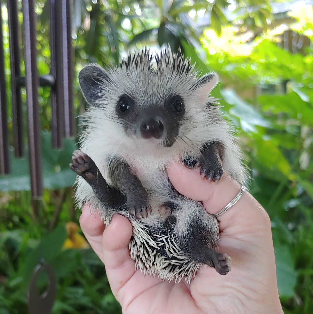 PricklyParents's tweet photo. #NewProfilePic https://t.co/k09ejp0Mki