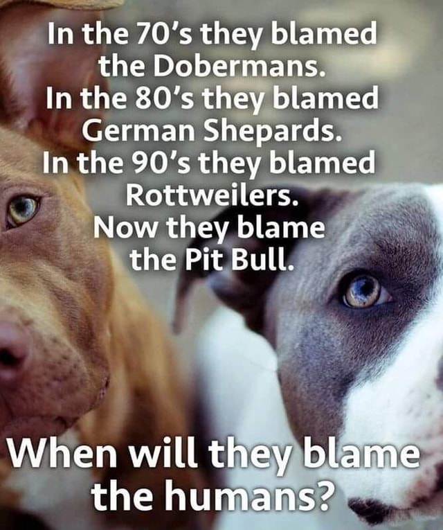 Cymruambyth46's tweet photo. And now its the XL Bully. When will people see, theres no such thing as a bad dog, only bad dog owners #xlbully https://t.co/3aVCTvOsPU