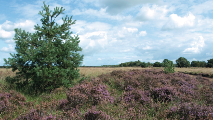 De toenemende waterschaarste in Europa wordt verergerd door klimaatverandering, maar is vooral het gevolg van verkeerd waterbeheer. Dat is het belangrijkste punt uit een nieuw onderzoek van het Wereld Natuur Fonds
h2owaternetwerk.nl/h2o-actueel/ww…