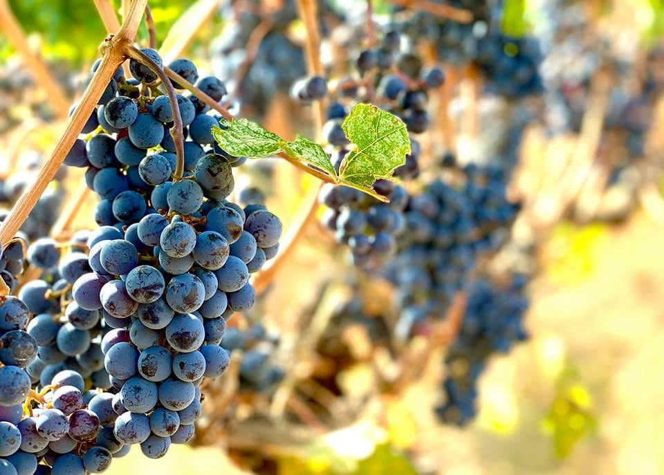 It’s harvest time in the amazing #OkanaganValley for a new vintage of #BCwine #BritishColumbia