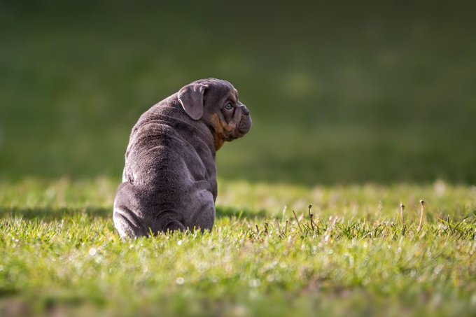 🔗 Cómo saber si tu perro tiene sobrepeso (y los peligros de la obesidad en las mascotas) lt.cl/s9qba1