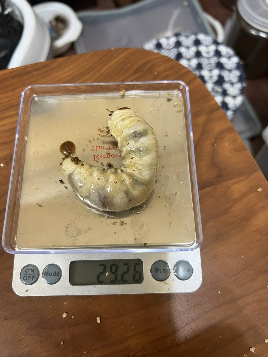 kuwagataYchan's tweet image. 今日も2本目への菌糸ビン！
30gいかない😢
今回は、ちゃんと単位をgで測りました😁
#オオクワガタ
#久留米
#KLB