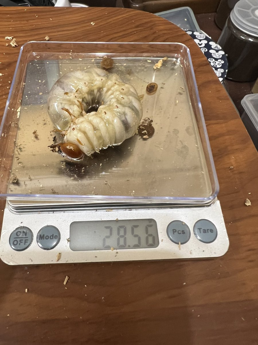 kuwagataYchan's tweet image. 今日も2本目への菌糸ビン！
30gいかない😢
今回は、ちゃんと単位をgで測りました😁
#オオクワガタ
#久留米
#KLB
