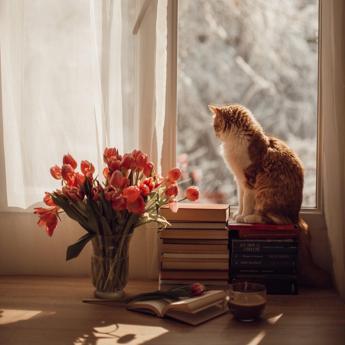 catsin4k's tweet photo. https://t.co/Sx2TAbMQil