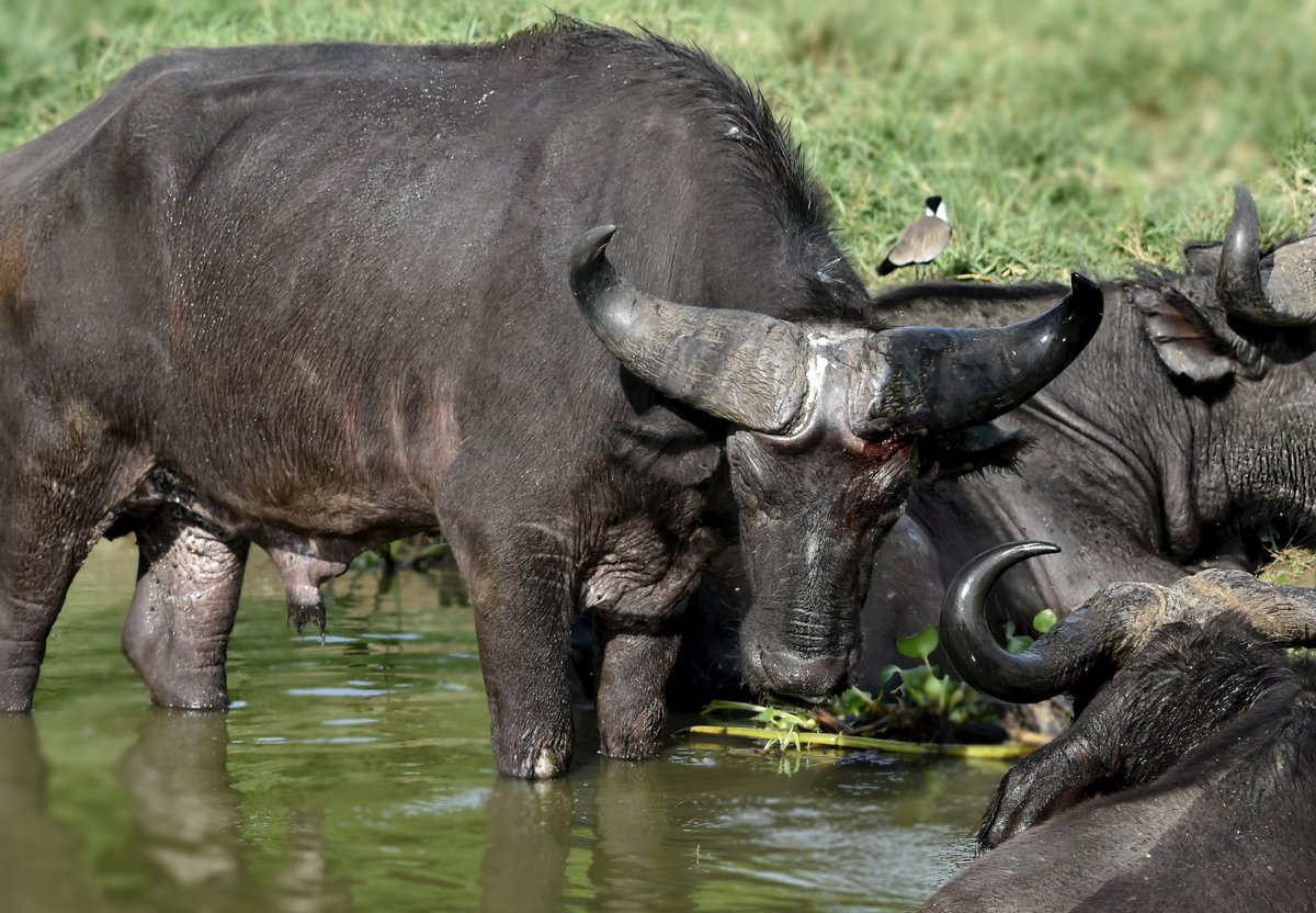 artsue_'s tweet photo. “Gone the buffalo”- does match these guys. They love violence, always ready for #fight. 
This #guy wasn't ready to back down at #kazingachannel #queenelizabeth 
#cape #capebuffalo #queen #queenelizabethnationalpark #uganda #ugandaparks #mad #violence #fightclub #fight #peace https://t.co/czCeFwrjlp