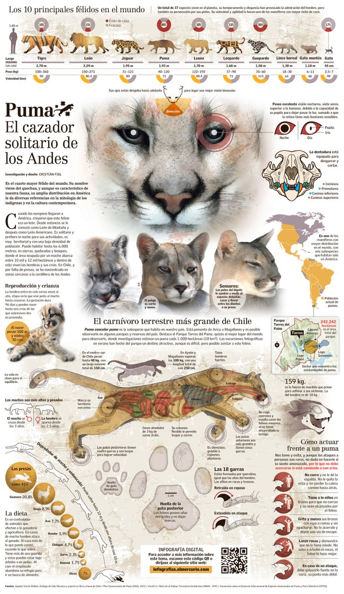 RewildingChile's tweet photo. [INFOGRAFÍA] El Puma: Campeón de la adaptación
Esta especie tiene el mayor porcentaje de éxito de caza de todos los félidos del mundo; caza una gran variedad de especies y come cualquier animal que pueda capturar | vía @ElMercurio_cl https://t.co/Xy9ZGNskJT https://t.co/fdR2PtXTAa